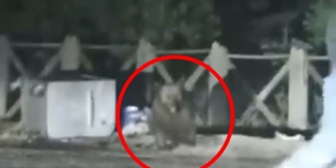 Uludağ’da aç kalan ayının saldırısından son anda kurtuldular