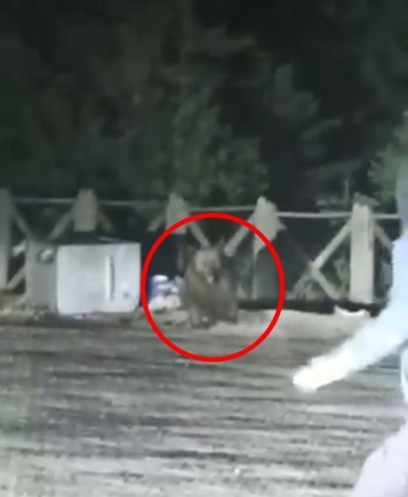 Uludağ’da aç kalan ayının saldırısından son anda kurtuldular