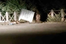 Uludağ’da yemek arayan aç ayı konteyneri devirdi