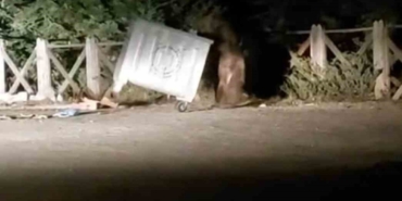 Uludağ’da yemek arayan aç ayı konteyneri devirdi