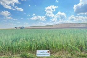 Uyuşturucu tarlası: 4 milyon 128 bin kök kenevir ele geçirildi