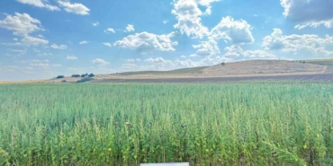 Uyuşturucu tarlası: 4 milyon 128 bin kök kenevir ele geçirildi