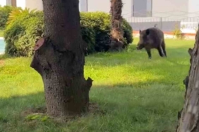 Villaya kaçak giren domuz havuza böyle düştü