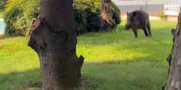 Villaya kaçak giren domuz havuza böyle düştü