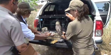 Yalova’da 3 peçeli yavru baykuş doğaya salındı