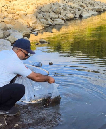 Yalova’da göletlere 100 bin yavru sazan balığı bırakıldı