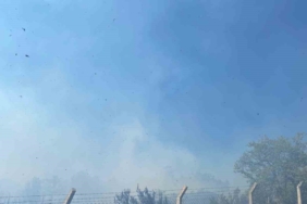 Yalova’da zeytinlik alanda çıkan yangın söndürüldü