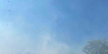 Yalova’da zeytinlik alanda çıkan yangın söndürüldü