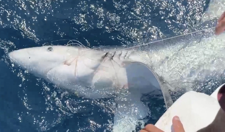 Yunanlılara kafa tutan Türk balıkçı, Gökçeada açıklarında ’mako’ cinsi mavi köpek balığı buldu