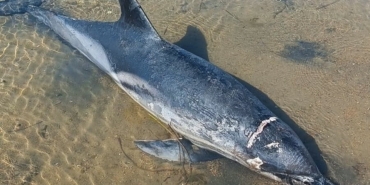Yunus balığı karaya vurdu