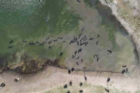 Afrika’yı aratmayan görüntüler İstanbul’da kaydedildi