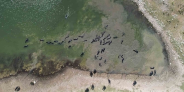 Afrika’yı aratmayan görüntüler İstanbul’da kaydedildi