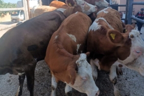 Anadolu’dan Trakya’ya kaçak hayvan sevkine 91 bin 323 TL ceza