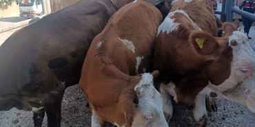 Anadolu’dan Trakya’ya kaçak hayvan sevkine 91 bin 323 TL ceza