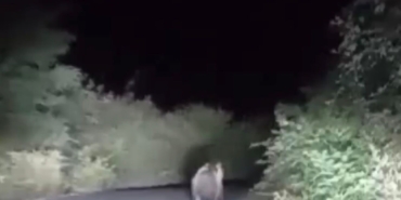 Asfalt yola inen bozayıyı, “Aslanım benim tay gibi” diyerek kaydetti