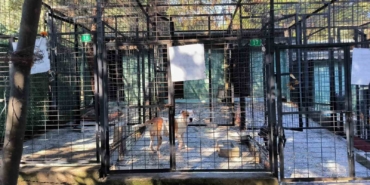 Ata saldıran köpek yakalandı