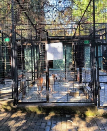 Ata saldıran köpek yakalandı