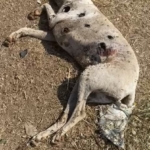 Ayvacık Kaymakamlığı köpek ölümleriyle ilgili inceleme başlattı