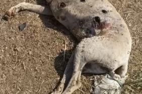 Ayvacık Kaymakamlığı köpek ölümleriyle ilgili inceleme başlattı