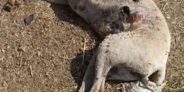 Ayvacık Kaymakamlığı köpek ölümleriyle ilgili inceleme başlattı