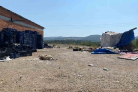 Ayvacık’ta 2 köpek silahla öldürüldü