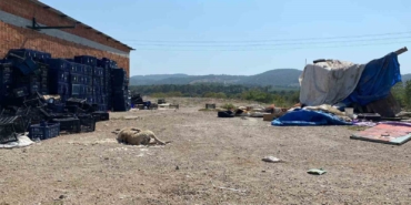 Ayvacık’ta 2 köpek silahla öldürüldü