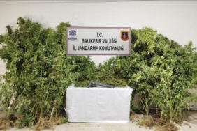 Bandırma’da kamu arazisine kenevir eken şüpheliler suçüstü yakalandı