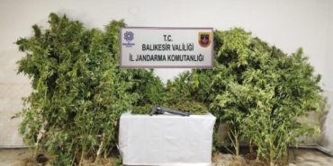 Bandırma’da kamu arazisine kenevir eken şüpheliler suçüstü yakalandı