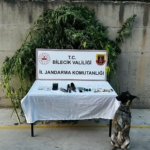 Bilecik’te evinin bahçesinde kenevir yetiştiren şüpheli düzenlenen operasyonla yakalandı