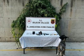Bilecik’te evinin bahçesinde kenevir yetiştiren şüpheli düzenlenen operasyonla yakalandı