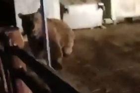 Bursa’da ayının saldırısından son anda kurtuldu: O anlar kamerada