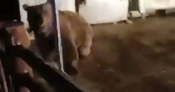 Bursa’da ayının saldırısından son anda kurtuldu: O anlar kamerada