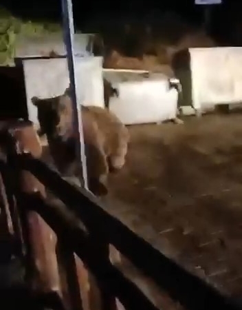 Bursa’da ayının saldırısından son anda kurtuldu: O anlar kamerada