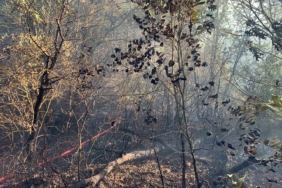 Bursa’da çıkan orman yangını kontrol altına alındı