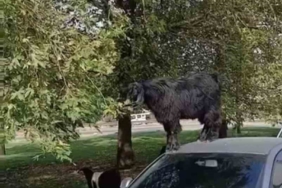 Bursa’da otomobil üzerine çıkan keçinin beslenme keyfi kamerada