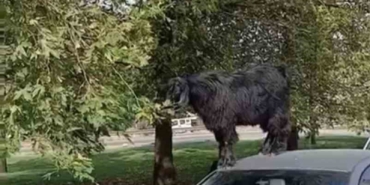Bursa’da otomobil üzerine çıkan keçinin beslenme keyfi kamerada