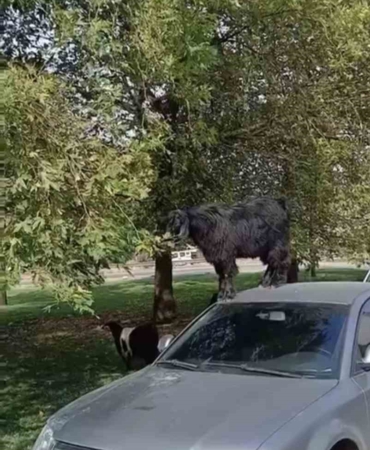 Bursa’da otomobil üzerine çıkan keçinin beslenme keyfi kamerada