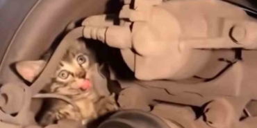 Bursa’da yavru kedi seferberliği