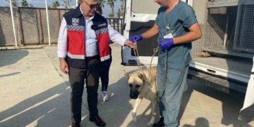 Büyükçekmece’de her işyerine köpek