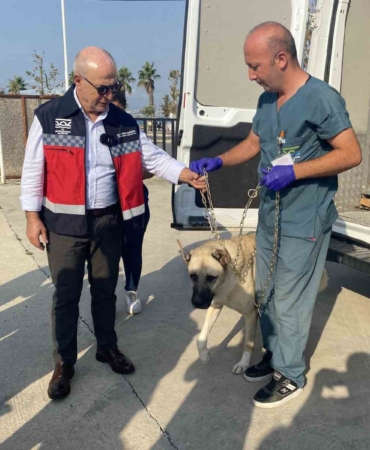 Büyükçekmece’de her işyerine köpek