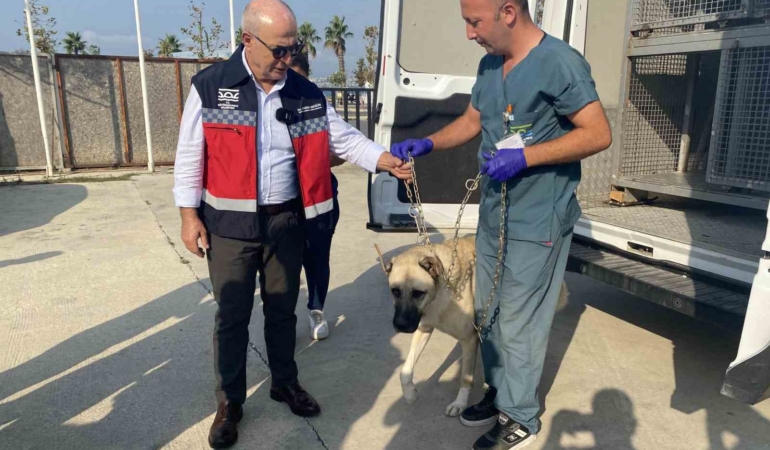 Büyükçekmece’de her işyerine köpek