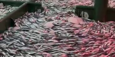 Çanakkale’de gırgır teknesiyle açılan balıkçılar 30 ton sardalya avladı