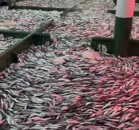 Çanakkale’de gırgır teknesiyle açılan balıkçılar 30 ton sardalya avladı