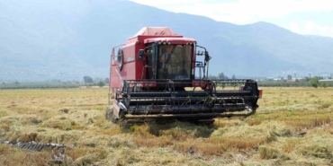 Çeltik hasadı başladı