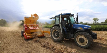 Cerrah Kuru Fasulyesinin hasadı başladı