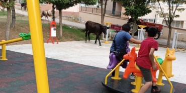 Çocuk parkını büyükbaş hayvanlar bastı