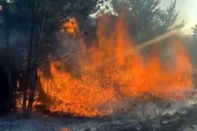 D-100’de ağaçlık alanda çıkan yangın itfaiye ekiplerince söndürüldü