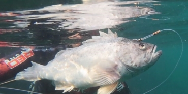 Dalgıçlar kaydetti, istilacı tür İzmit Körfezi’nde