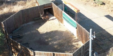 DMKP kızıl geyikler için zamanla yarıştı