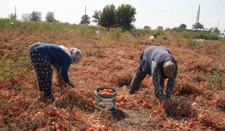 Domatesi tarlada kalan çiftçi, Büyükşehir aracılığıyla ihtiyaç sahiplerine bağışladı